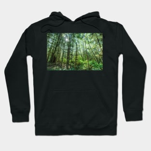 Hoh Rainforest #3 Hoodie